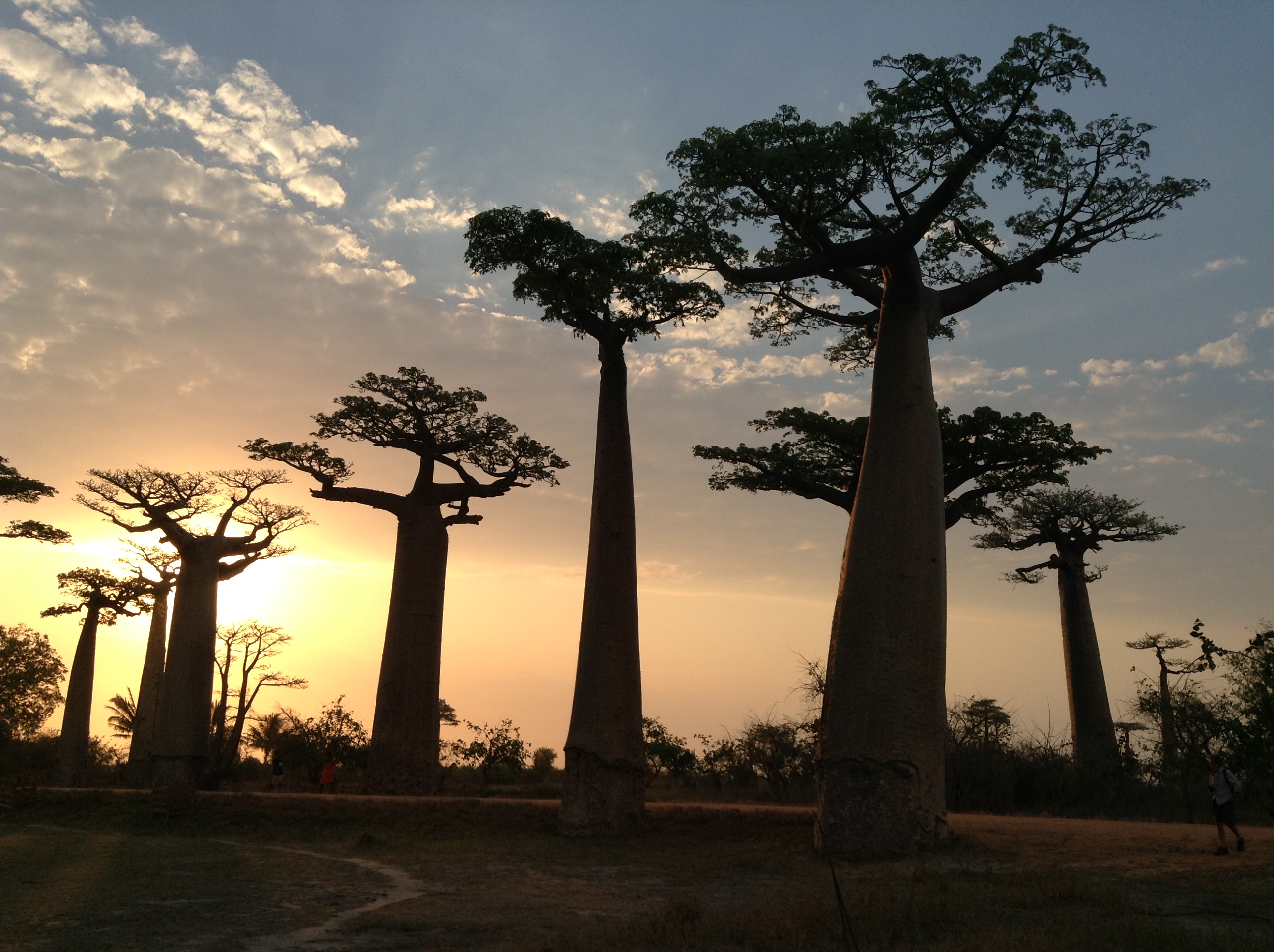 Coucher-de-soleil-sur-lallee-des-baobabs – Association Des Amis De FAZAKO